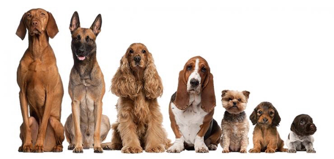 Orgelpfeifen.jpg (1111 x 531)